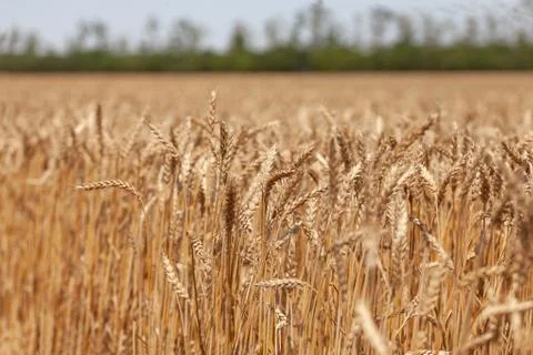 Landscape with wheat field Stock Photos