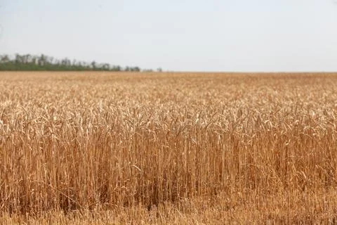 Landscape with wheat field Stock Photos
