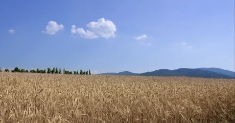 Landscape Of Wheat Field, Trees And Mountains In The Distance Stock Footage 61766176