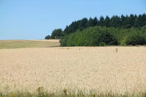 A landscape with wheat fields and forest Stock Photos