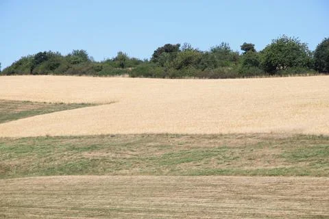A landscape with wheat fields and forest Stock Photos