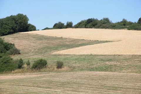 A landscape with wheat fields and forest Fotos de archivo