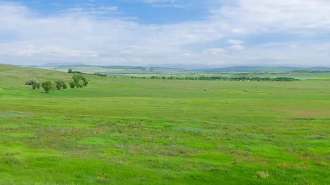 Landscape of wheat fields and trees Stock Footage 76467413