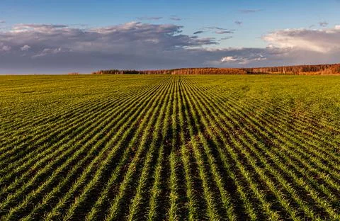 A landscape in which a field with winter crops goes into the distance Stock Photos
