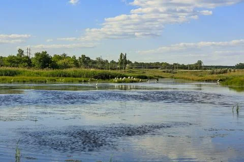 Landscape with white herons Stock Photos