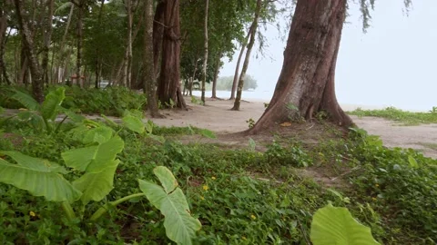 Landscape white sand smooth beach sea with some wave through tropical trees a 스톡 동영상 220732437