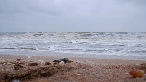Landscape at Wild Beach with big waves on backgrownd, crashing on the shore. Stock Footage 162263659