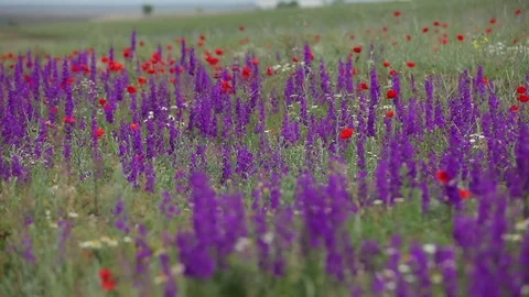 The landscape of wild flowers Stock Footage 72768110