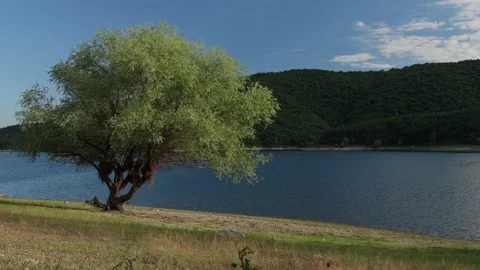 Landscape of a Willow Tree by the Lake in the Summertime Stock Footage 135114443