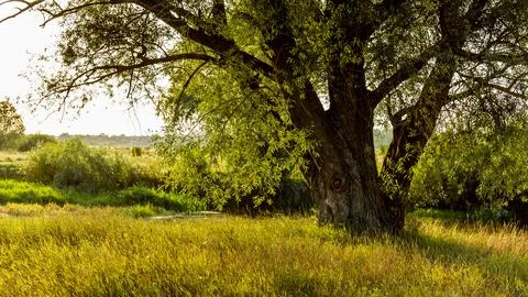 Landscape of a willow tree by the river in the evening sunlight Stock Photos