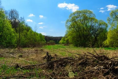 Landscape with willow trees Stock Photos