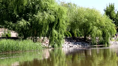 Landscape, Willow Trees, Tree Stock Footage 41882106