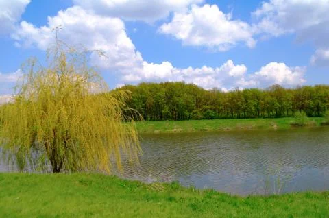 Landscape, willow at water in the spring. Stock Photos