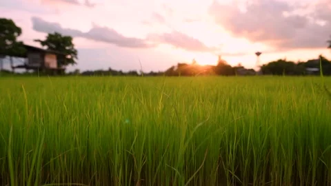 Landscape of wind blowing rice fields in the evening with sun shining Stock Footage 201361354