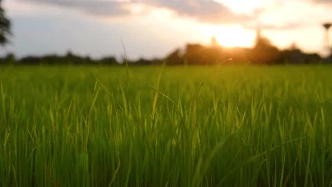 Landscape of wind blowing rice fields in the evening with   sun shining and s Vídeo Stock 202305424