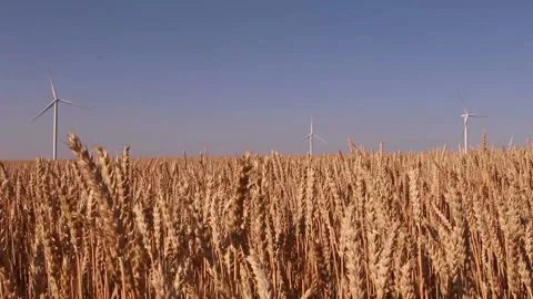 Landscape of wind generators in the wheat field Video stock 88258074