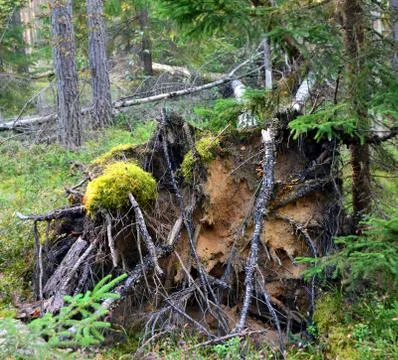 Landscape. Windbreak1 Stock Photos