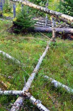 Landscape. Windbreak2. Stock Photos