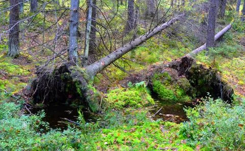 Landscape. Windbreak3. Stock Photos
