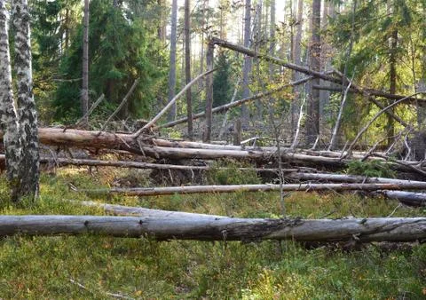 Landscape. Windbreak5. Foto stock