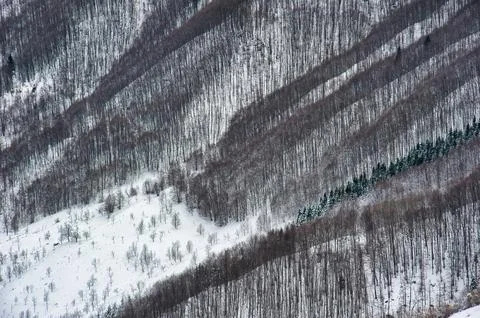 Landscape of winter alpine view with trees and snow Stock Photos