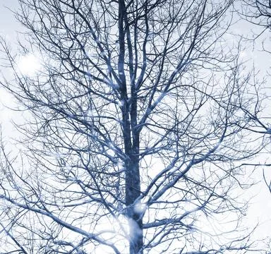 Landscape in the winter day Stock Photos