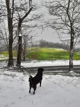 Landscape winter dog Stock Photos