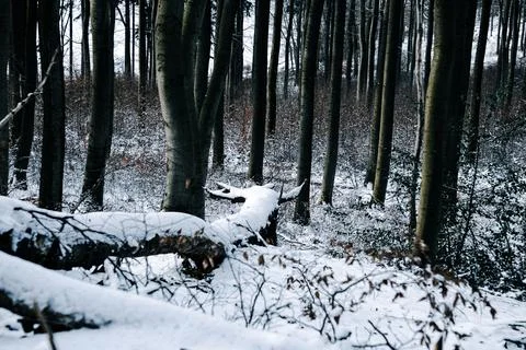 Landscape in winter Eifel Germany Stock Photos