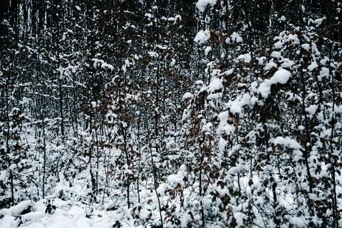 Landscape in winter Eifel Germany Stock Photos