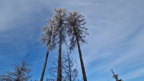 Landscape  in winter in forest Stock Footage 262270243