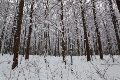 Landscape winter forest. Stock Photos