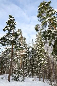 Landscape winter forest. Stock Photos