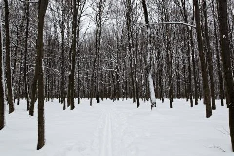 Landscape winter forest. Stock Photos