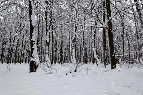 Landscape winter forest. Stock Photos