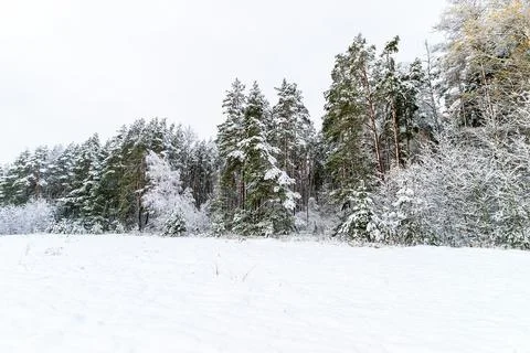 Landscape of winter forest Stock Photos