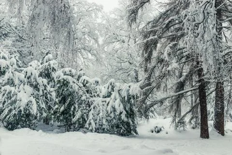 Landscape in the winter forest - spruce trees with heavy branches covered wit Stock Photos