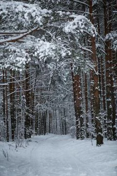 Landscape of winter pine forest covered with snow Stock Photos