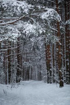 Landscape of winter pine forest covered with snow Photos