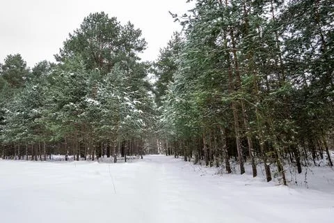 Landscape of winter pine forest covered with frost Stock Photos