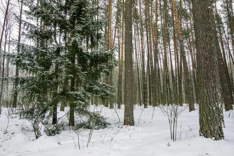 Landscape of winter pine forest covered with frost at mainly cloudly weather. 写真素材