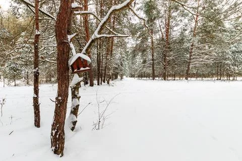 Landscape of winter pine forest covered with frost at mainly cloudly weather. Stock Photos