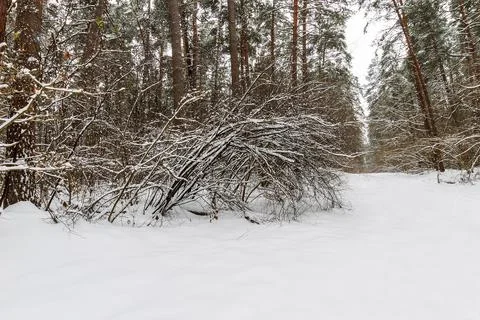 Landscape of winter pine forest covered with frost at mainly cloudly weather. Stock Photos