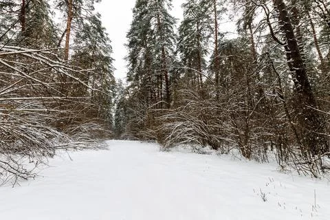 Landscape of winter pine forest covered with frost at mainly cloudly weather. Stock Photos