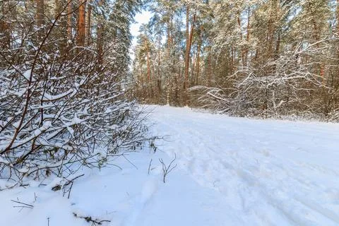 Landscape of winter pine forest covered with frost at sunny weather. 写真素材