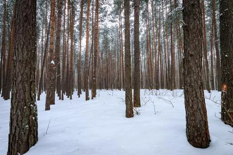 Landscape of winter pine forest covered with frost Stock Photos