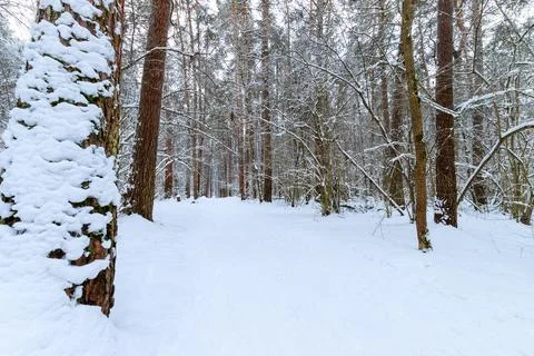 Landscape of winter pine forest covered with frost Stock Photos