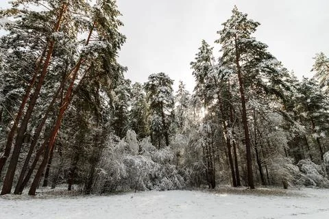 Landscape of winter pine forest covered with frost at sunny weather. Stock Photos