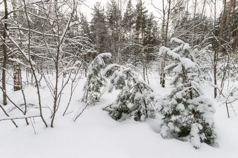 Landscape of winter pine forest covered with frost. Stock Photos