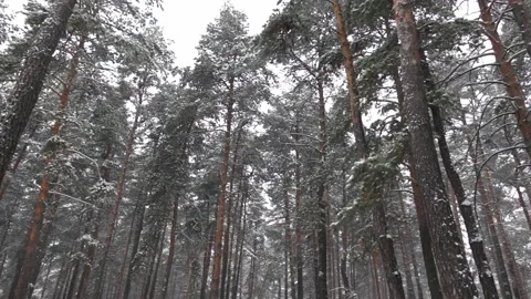 Landscape of the winter pine forest with falling snowflakes in a slow motion Stock Footage 148998077