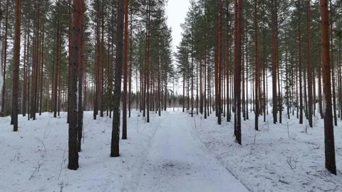 Landscape with winter pine trees in Finland Stock-Footage 262049537